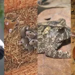 Animais em risco de extinção Cariri