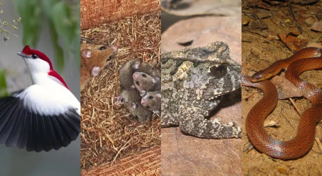 Animais em risco de extinção Cariri