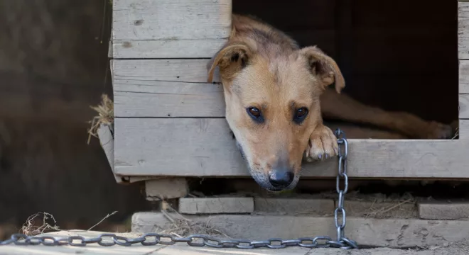 Cariri registra aumento em casos de maus-tratos aos animais, em 2025; 1.131 casos no Ceará