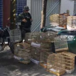 apreensão aves silvestres em juazeiro do norte