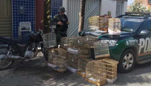 apreensão aves silvestres em juazeiro do norte