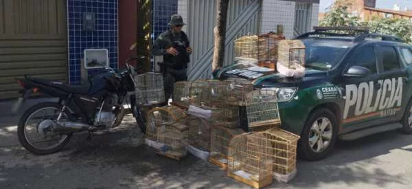 apreensão aves silvestres em juazeiro do norte