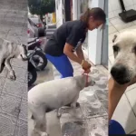 a cadela vem sofrendo com dores provocadas por tumores na mama há alguns anos, mas nunca recebeu atendimentos devidos