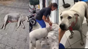 a cadela vem sofrendo com dores provocadas por tumores na mama há alguns anos, mas nunca recebeu atendimentos devidos