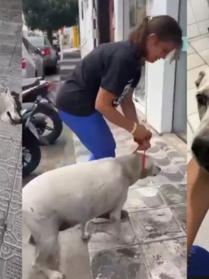 a cadela vem sofrendo com dores provocadas por tumores na mama há alguns anos, mas nunca recebeu atendimentos devidos