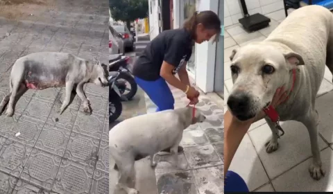 a cadela vem sofrendo com dores provocadas por tumores na mama há alguns anos, mas nunca recebeu atendimentos devidos