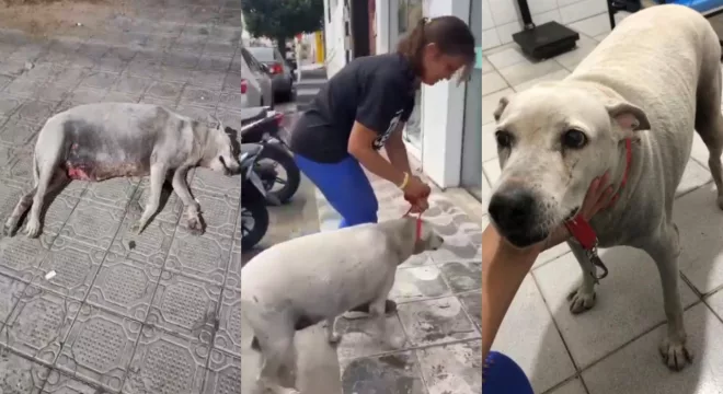 a cadela vem sofrendo com dores provocadas por tumores na mama há alguns anos, mas nunca recebeu atendimentos devidos