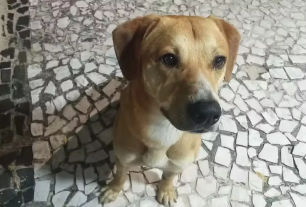 Grupo teria tentado afogar cachorro Caramelo, companheiro de Orelha