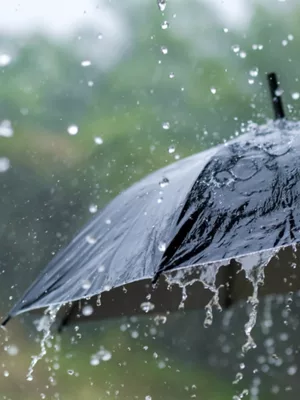 Chuva no Cariri | Guarda-chuva.