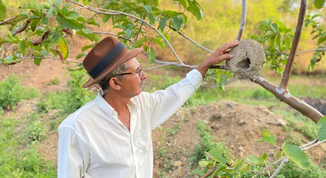 Cícero Leite, Profeta da Chuva