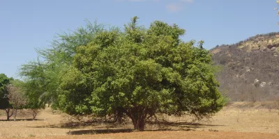 árvore Joazeiro