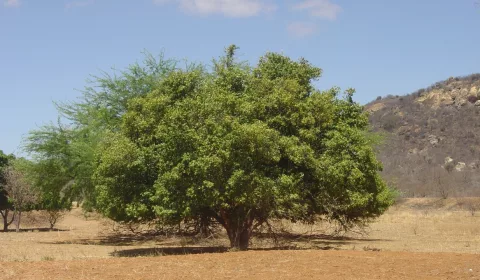 árvore Joazeiro