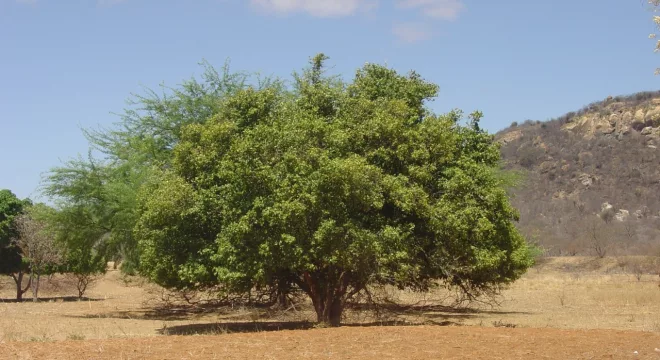 árvore Joazeiro