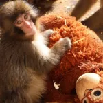 Filhote de macaco-japonês substitui cuidado materno por pelúcia após rejeição