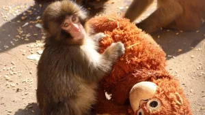 Filhote de macaco-japonês substitui cuidado materno por pelúcia após rejeição