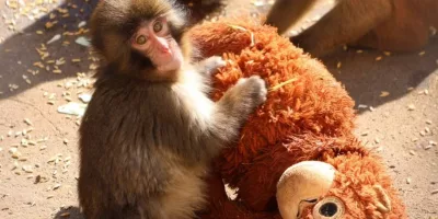 Filhote de macaco-japonês substitui cuidado materno por pelúcia após rejeição