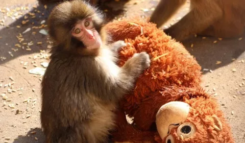 Filhote de macaco-japonês substitui cuidado materno por pelúcia após rejeição