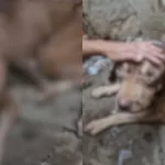 Pitbull é resgatado em situação de maus-tratos em Juazeiro do Norte