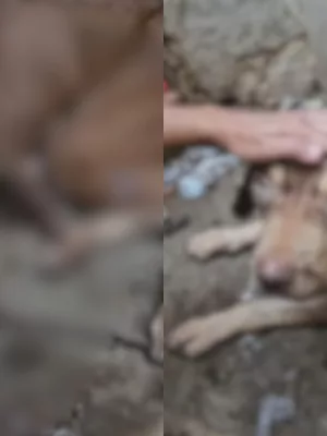 Pitbull é resgatado em situação de maus-tratos em Juazeiro do Norte