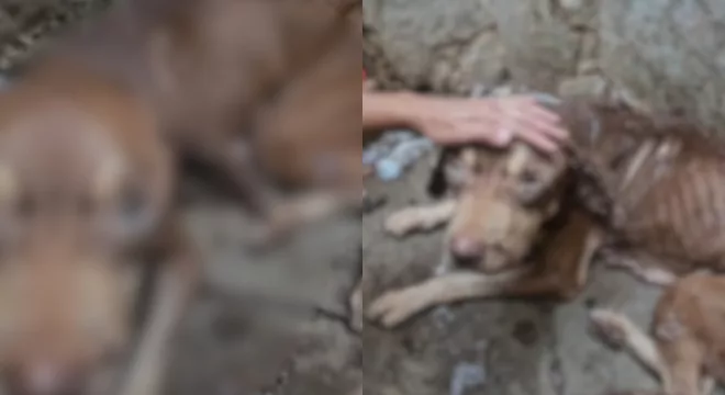 Pitbull é resgatado em situação de maus-tratos em Juazeiro do Norte