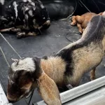 Quatro animais furtados da espécie caprino em Sobral.