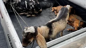 Quatro animais furtados da espécie caprino em Sobral.