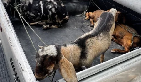 Quatro animais furtados da espécie caprino em Sobral.