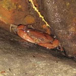 Guajá-do-Araripe está sob risco crítico de extinção