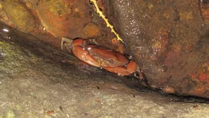 Guajá-do-Araripe está sob risco crítico de extinção