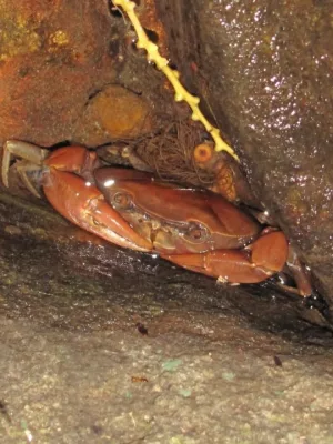 Guajá-do-Araripe está sob risco crítico de extinção