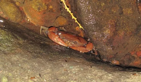 Guajá-do-Araripe está sob risco crítico de extinção