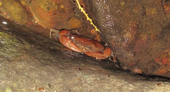 Guajá-do-Araripe está sob risco crítico de extinção