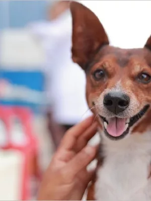 Coordenadoria de Bem-Estar Animal de Juazeiro do Norte ganha novo número