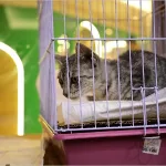 Centro de Zoonoses dispõe de novo número em Juazeiro do Norte