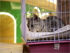 Centro de Zoonoses dispõe de novo número em Juazeiro do Norte