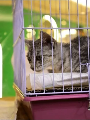 Centro de Zoonoses dispõe de novo número em Juazeiro do Norte