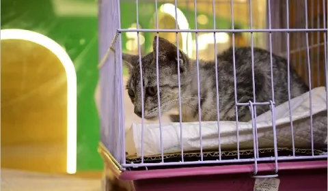 Centro de Zoonoses dispõe de novo número em Juazeiro do Norte