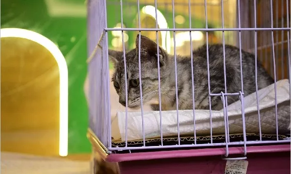 Centro de Zoonoses dispõe de novo número em Juazeiro do Norte