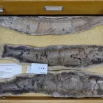 Exemplares de fósseis de Vinctifer sp que serão repatriados ao Museu de Paleontologia do Cariri