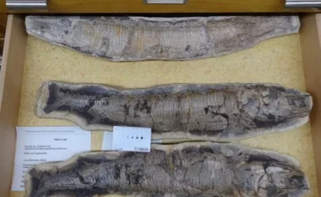 Exemplares de fósseis de Vinctifer sp que serão repatriados ao Museu de Paleontologia do Cariri
