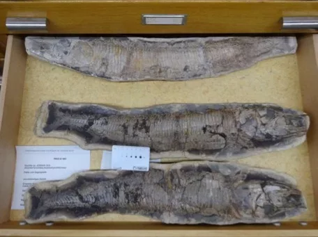 Exemplares de fósseis de Vinctifer sp que serão repatriados ao Museu de Paleontologia do Cariri