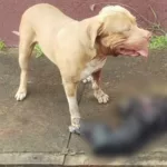 Pitbull ataca e mata cachorro de pequeno porte em bairro nobre do Crato
