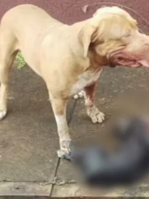 Pitbull ataca e mata cachorro de pequeno porte em bairro nobre do Crato