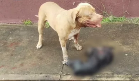 Pitbull ataca e mata cachorro de pequeno porte em bairro nobre do Crato