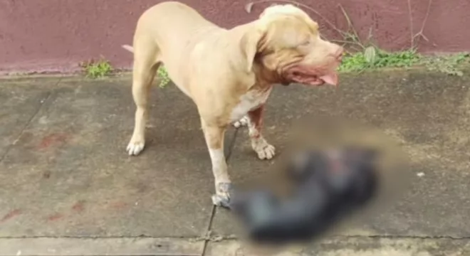 Pitbull ataca e mata cachorro de pequeno porte em bairro nobre do Crato