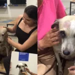 Cadela agredida a pauladas na última quinta-feira (12) recebe atendimento veterinário