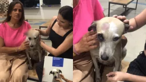 Cadela agredida a pauladas na última quinta-feira (12) recebe atendimento veterinário