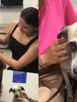 Cadela agredida a pauladas na última quinta-feira (12) recebe atendimento veterinário