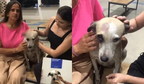 Cadela agredida a pauladas na última quinta-feira (12) recebe atendimento veterinário