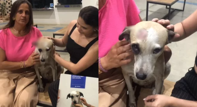 Cadela agredida a pauladas na última quinta-feira (12) recebe atendimento veterinário